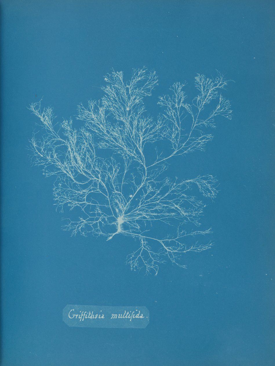 Griffithsia Multiflida by Anna Atkins