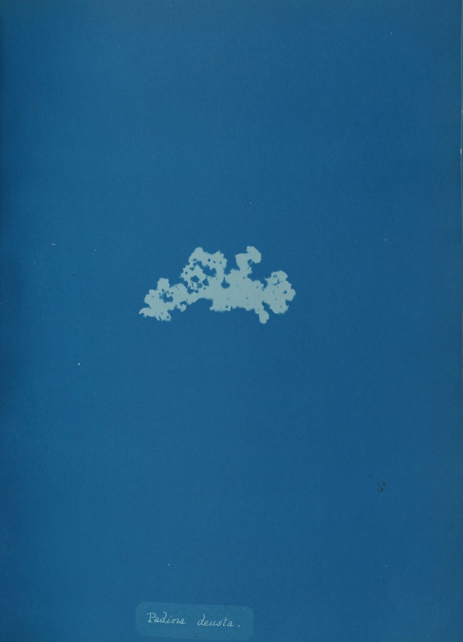 Padina deusta, ca. 1853 by Anna Atkins