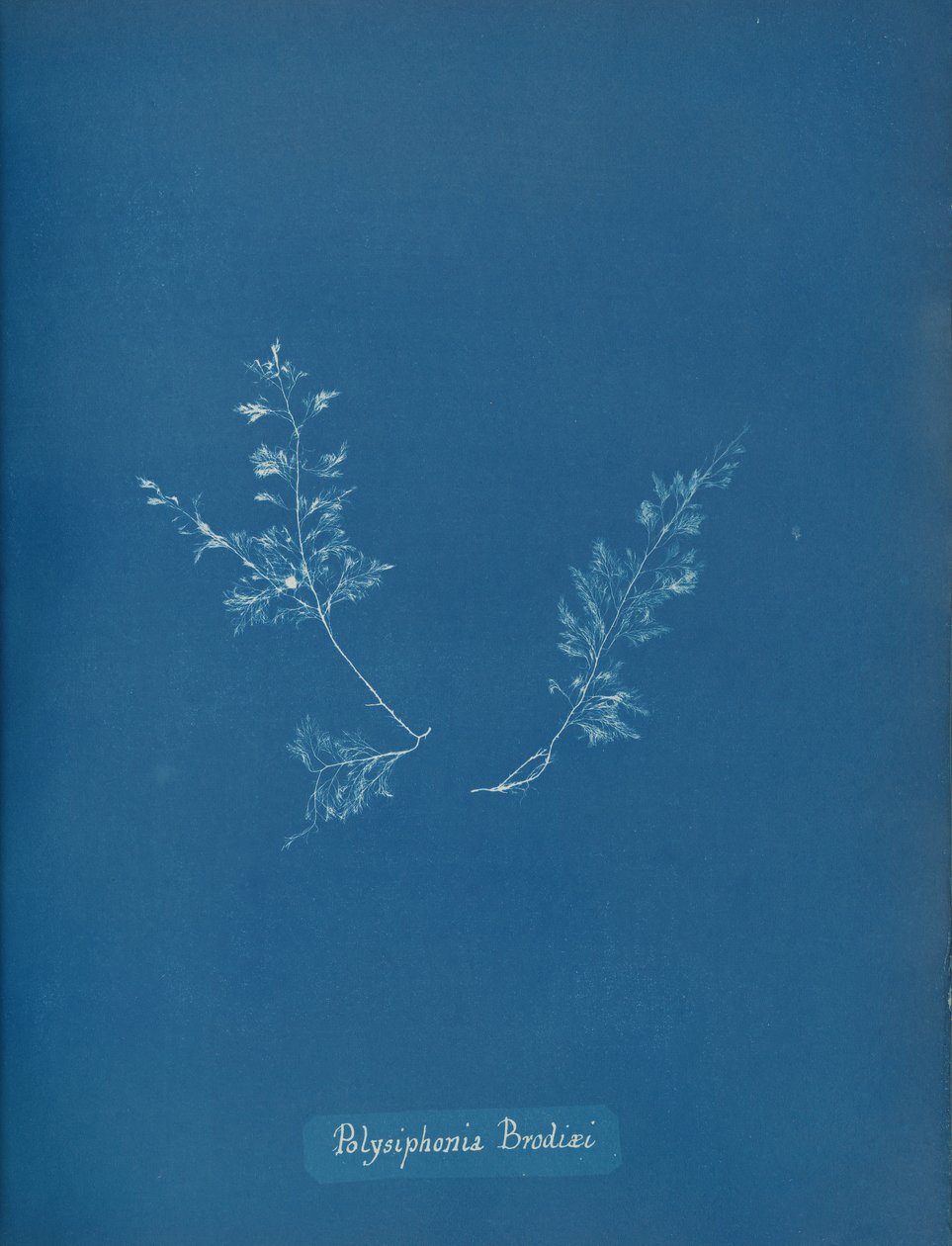 Polysiphonia Brodiaei by Anna Atkins