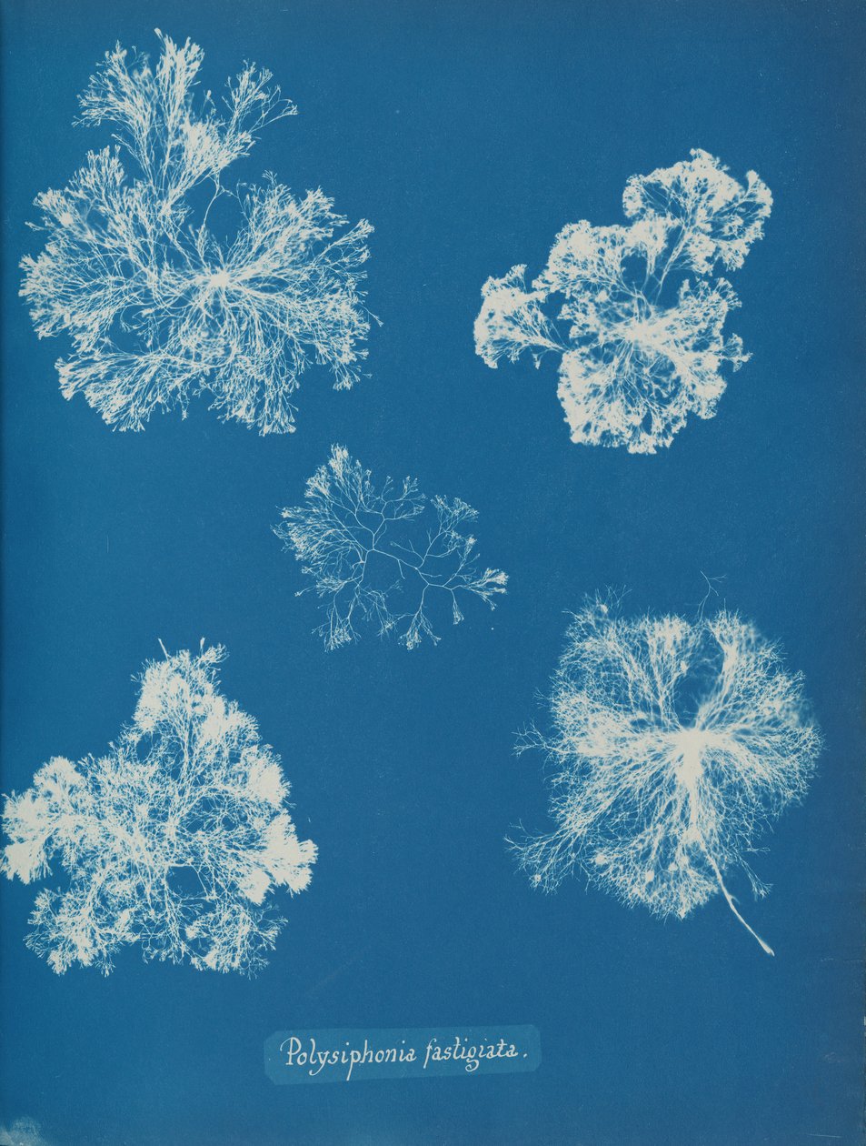 Polysiphonia fastigiata, ca. 1853 by Anna Atkins