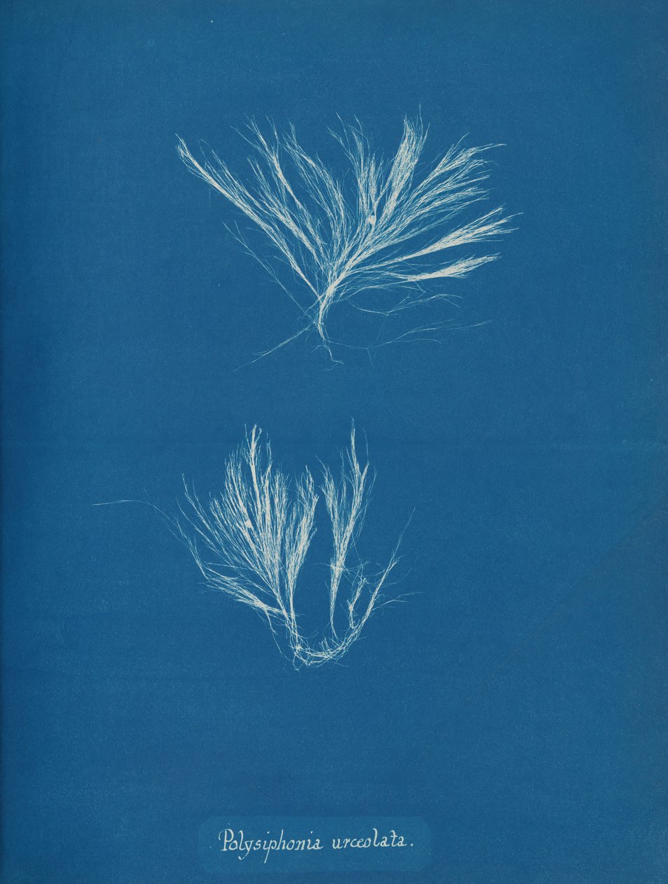 Polysiphonia Urceolata by Anna Atkins