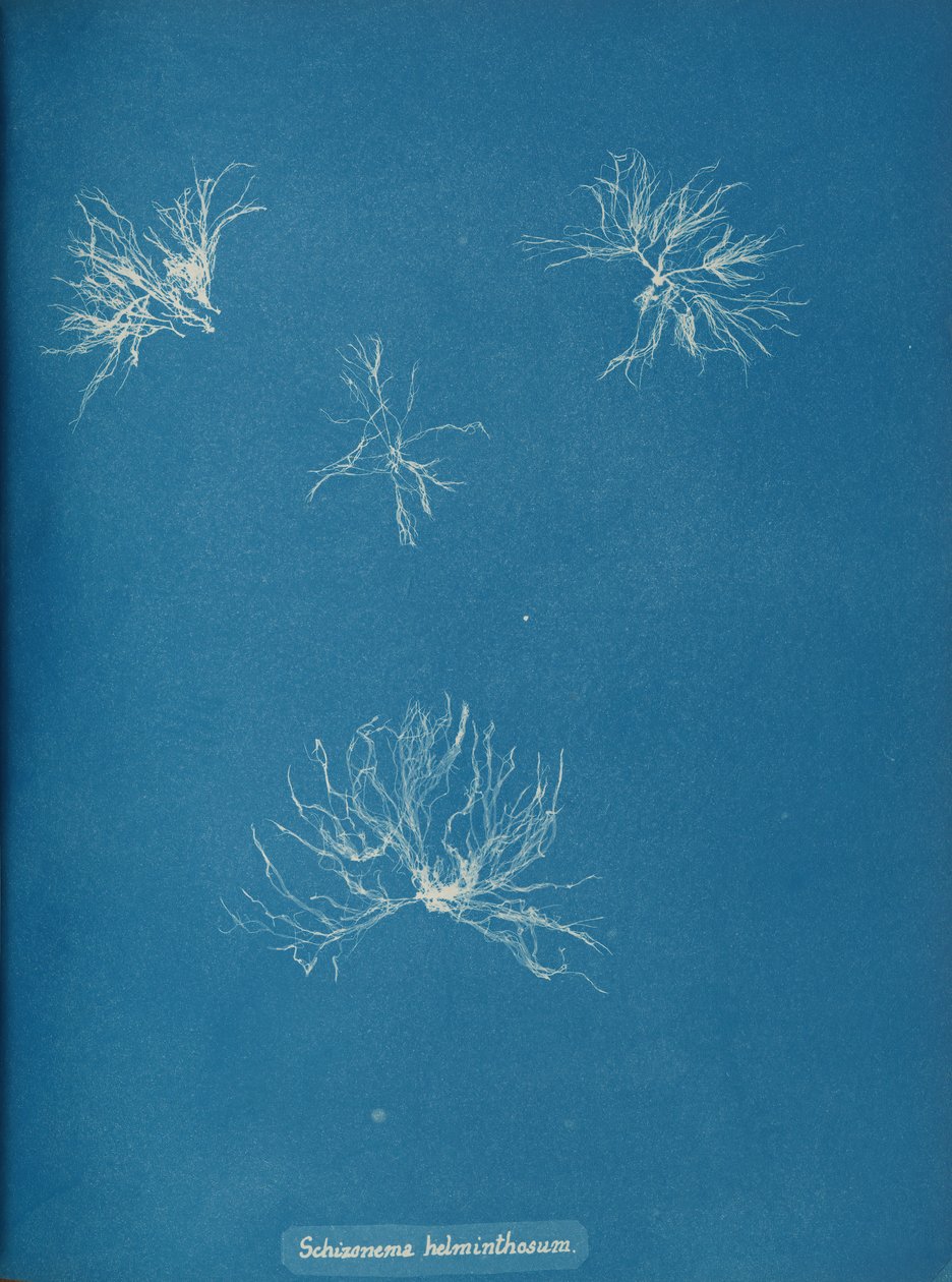 Schizonema Helminthosum by Anna Atkins