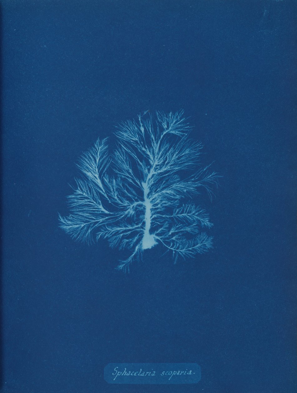 Sphacelaria scoparia by Anna Atkins