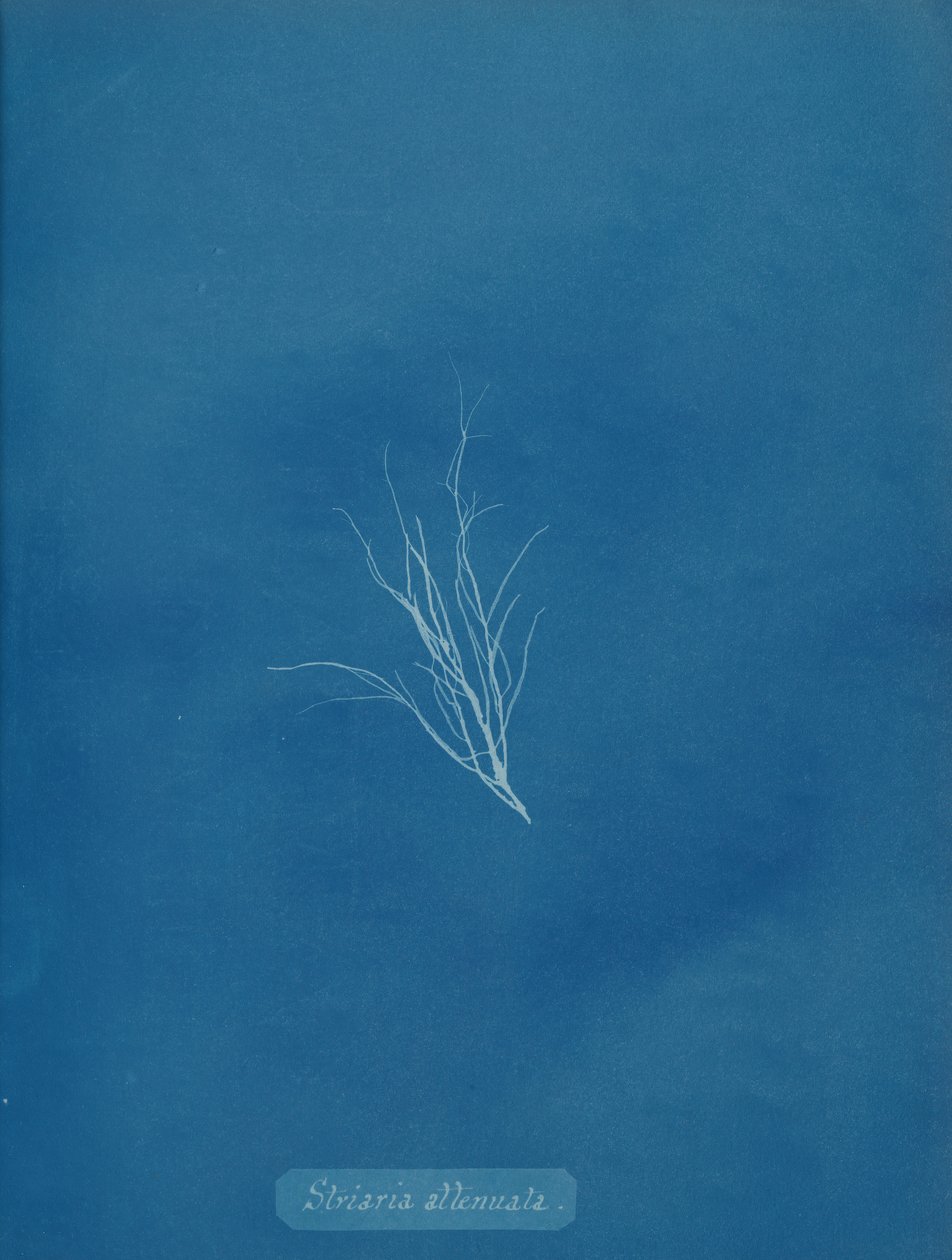 Striaria Attenuata by Anna Atkins