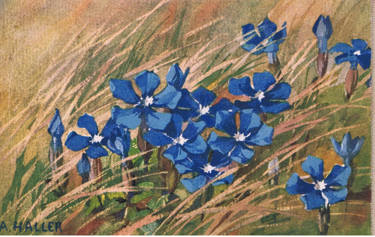 Blue Valerian, Postcard, 1940s by Anna Haller