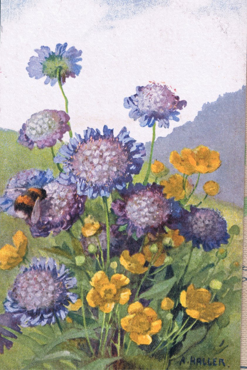 Buttercups; Cornflowers and Bee, Postcard, 1940s by Anna Haller