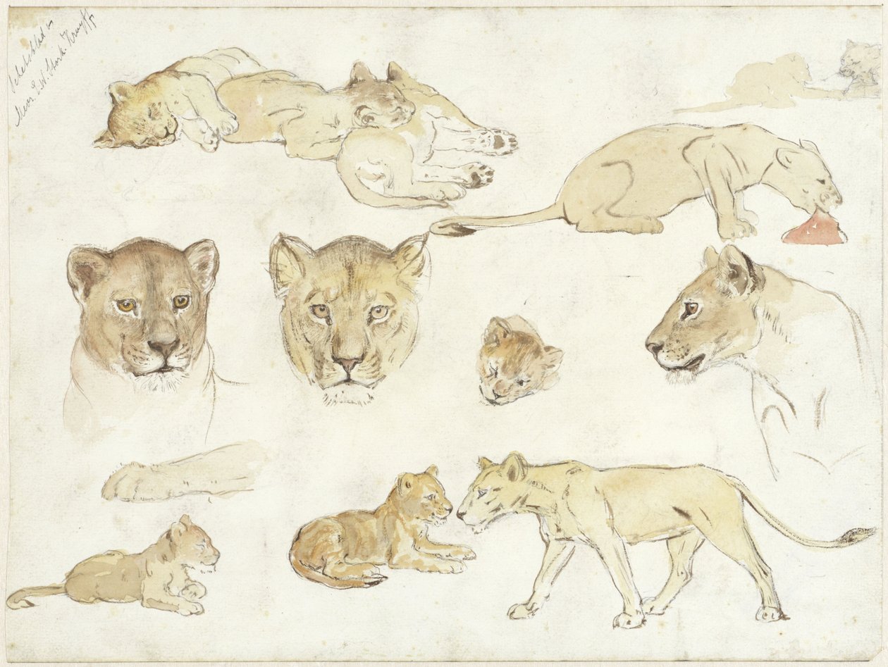 Studies of Lions by Anna Maria Kruijff