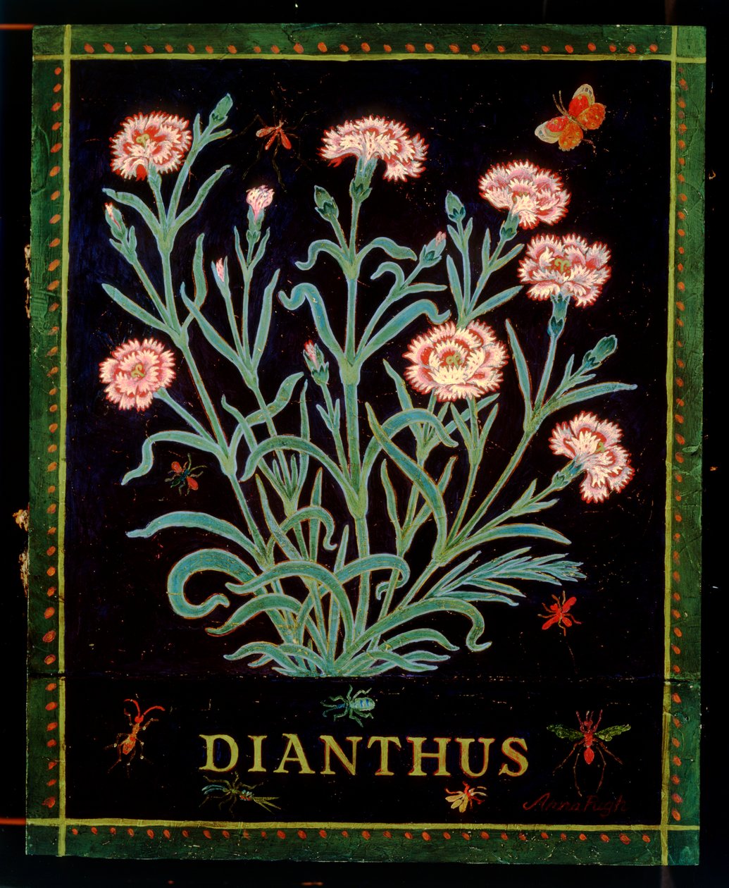 Dianthus by Anna Pugh