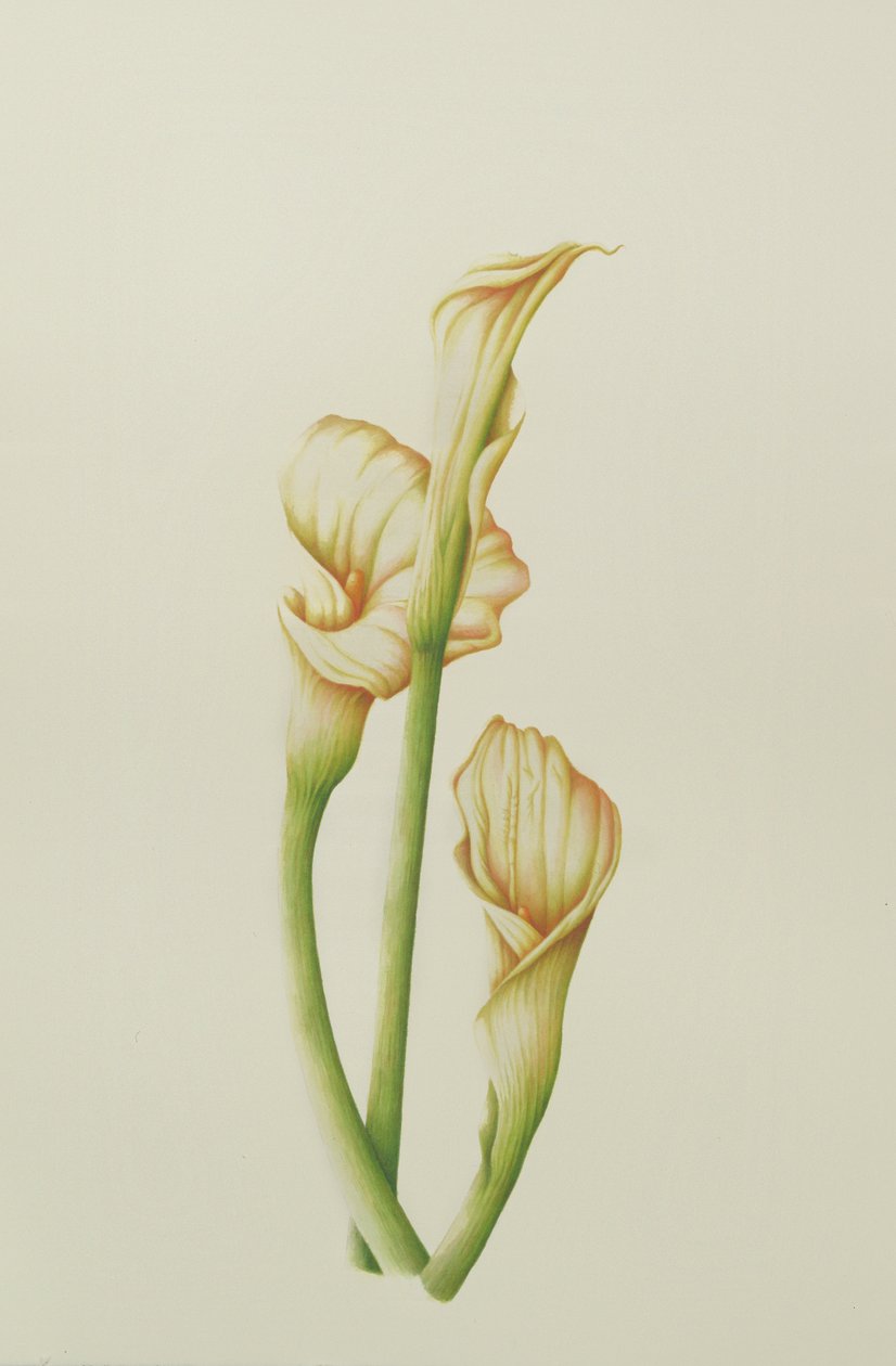 Arum Lily, 2001 by Annabel Barrett