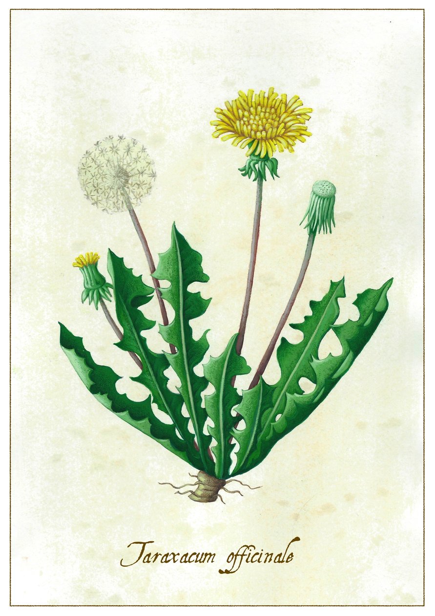 Taraxacum Officinale by Annalisa Morrocco