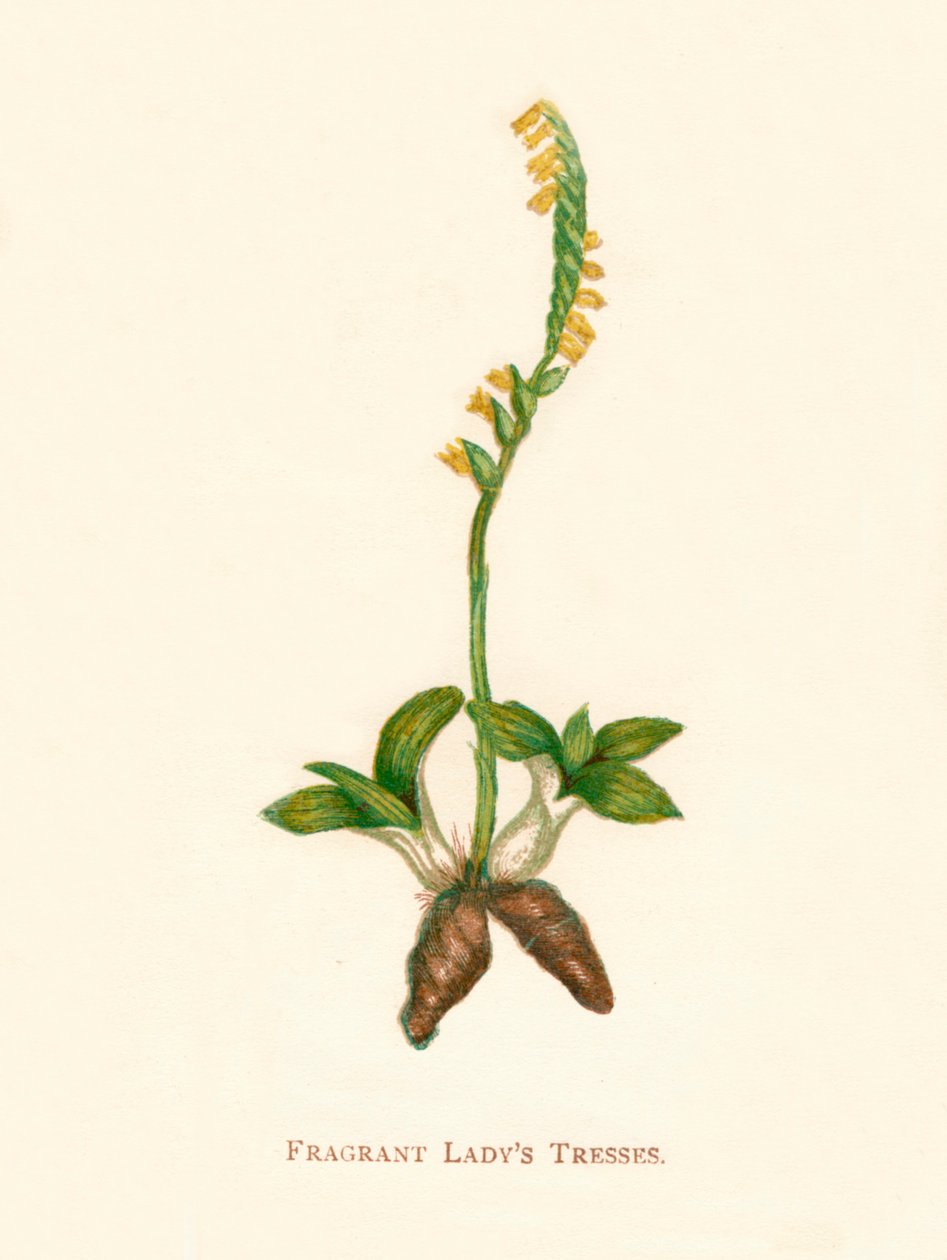Fragrant Ladys Tresses by Anne Pratt