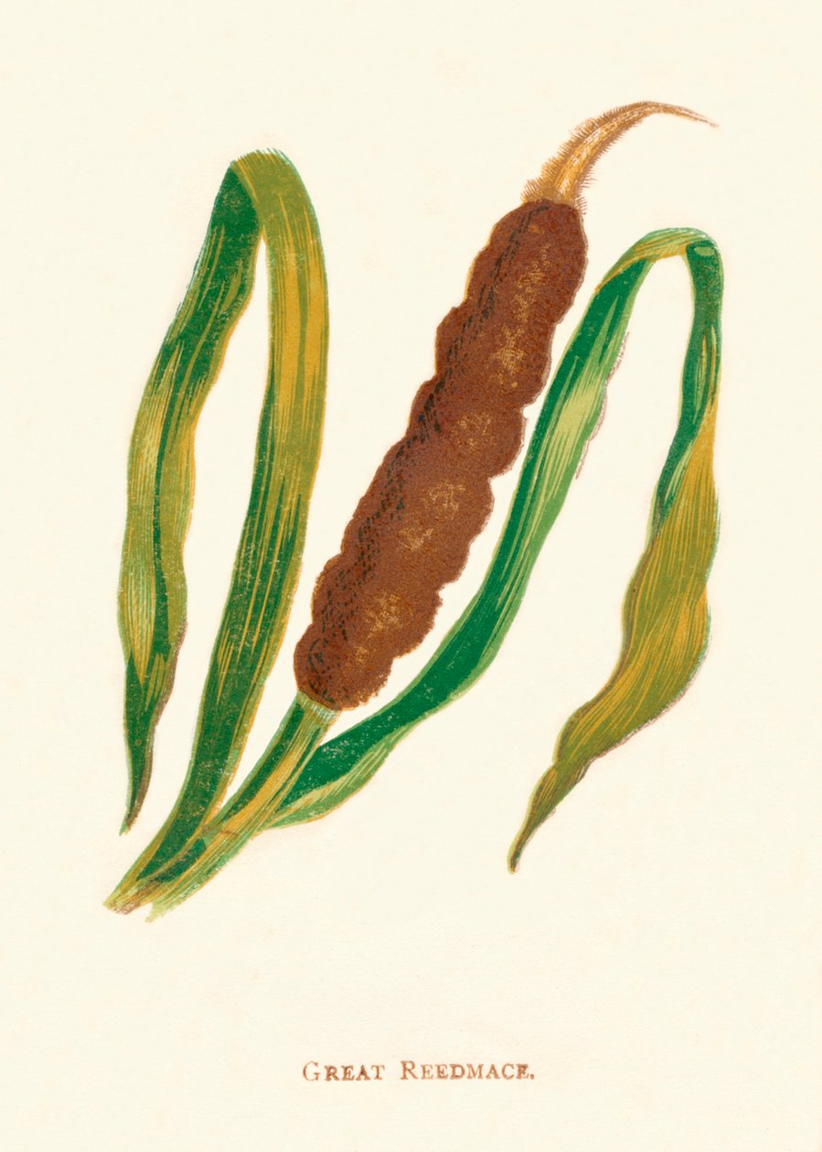 Great Reedmace, c1891, 1891 by Anne Pratt: Fine art print