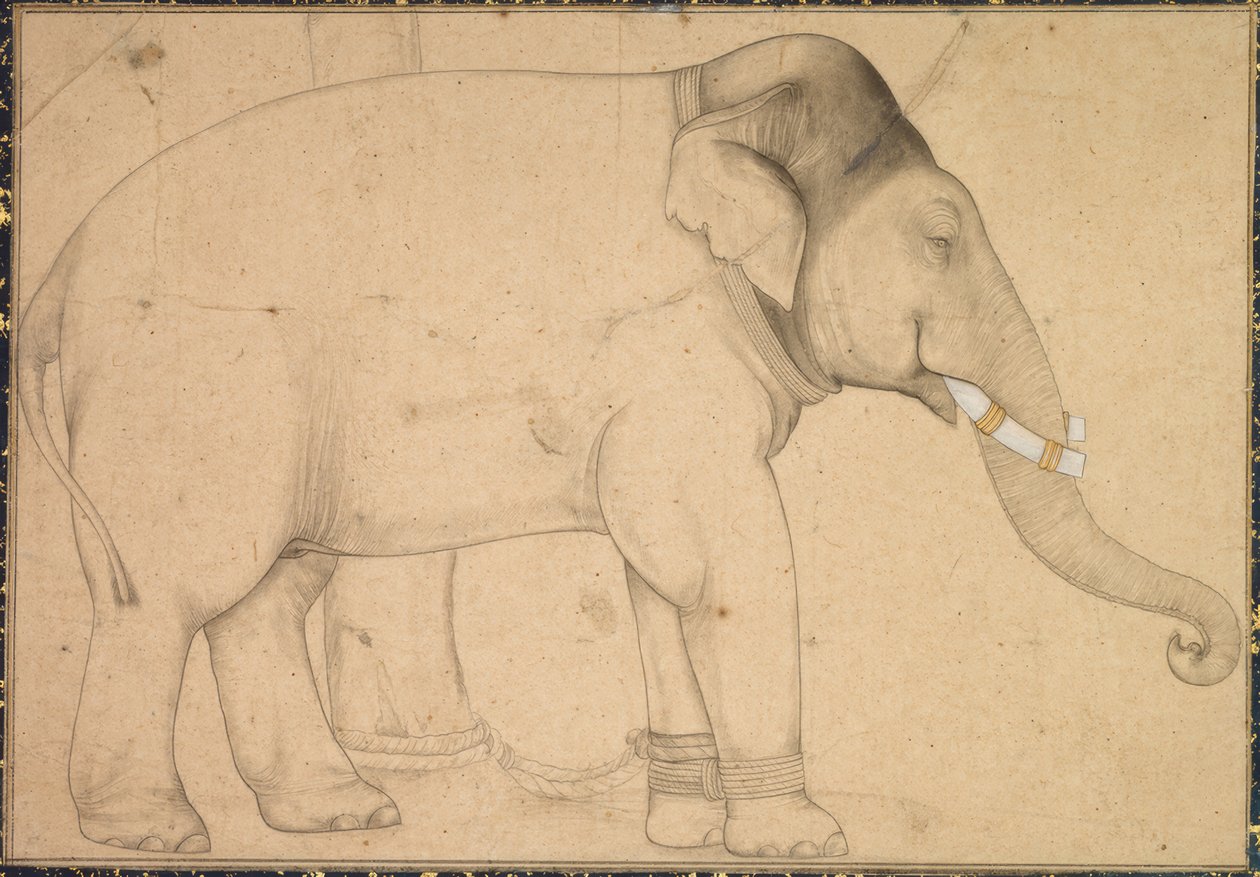 Drawing of an Elephant by Anonym