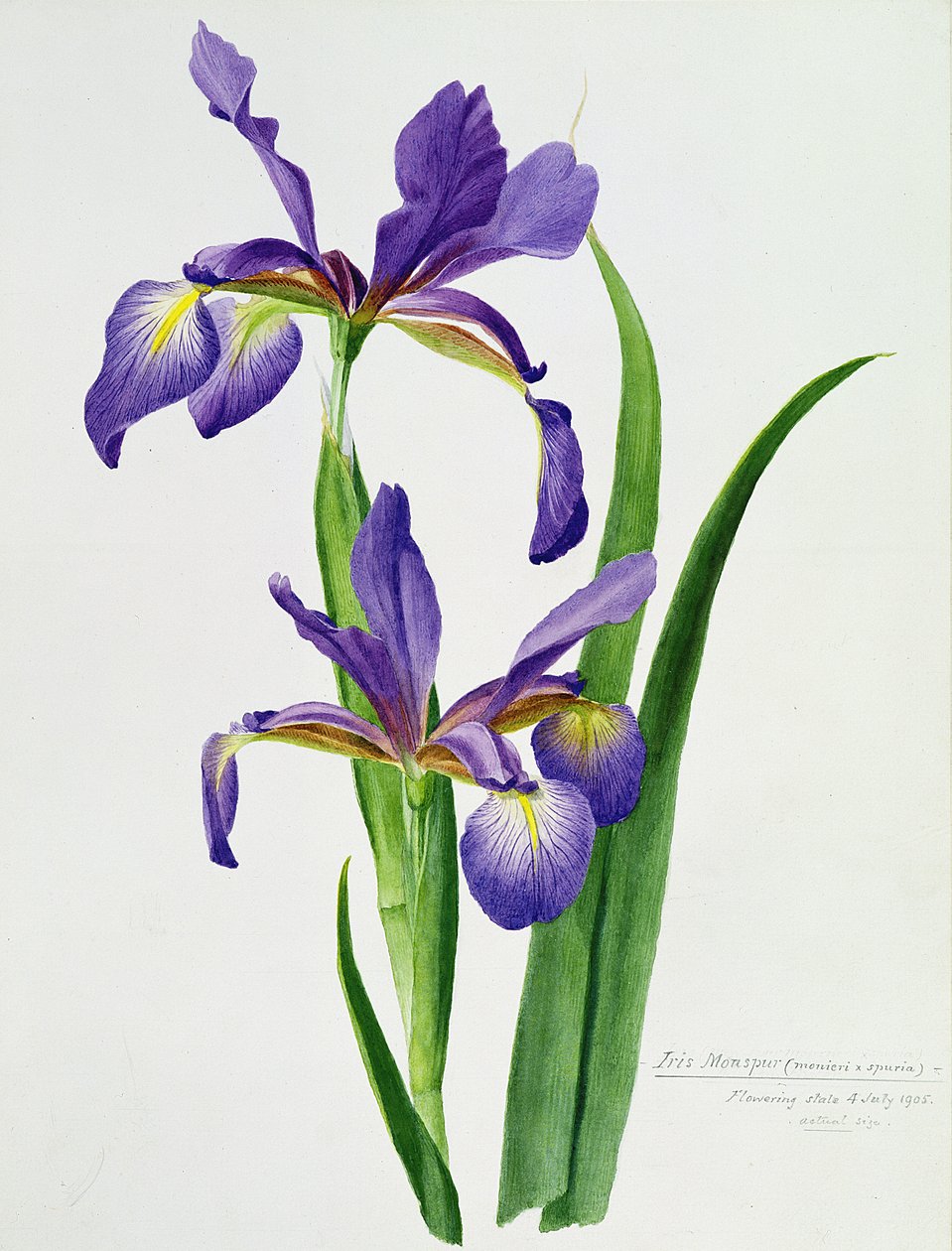 Iris monspur by Unbekannt Unbekannt