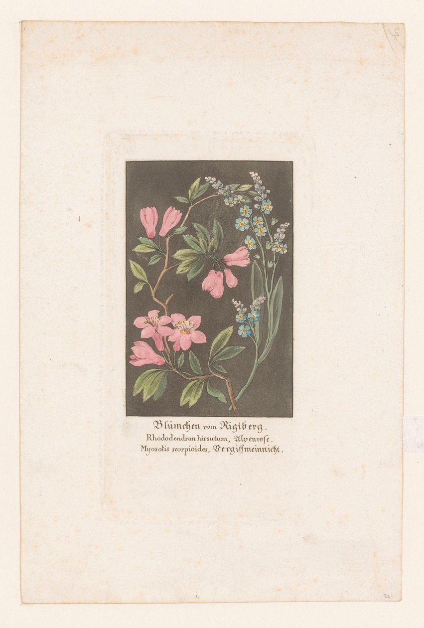 Alpine Rose and Forget-Me-Not from the Rigi (Flowers from the Rigi Mountain) by Anonymous