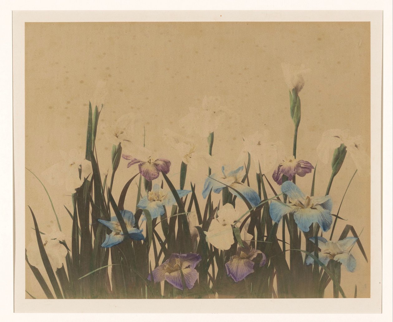 Flower Still Life with Irises by Anonymous