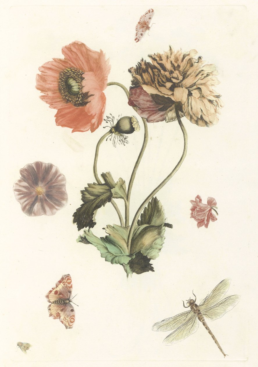 Three Poppies, Two Butterflies, a Fly, and a Dragonfly by Anonymous