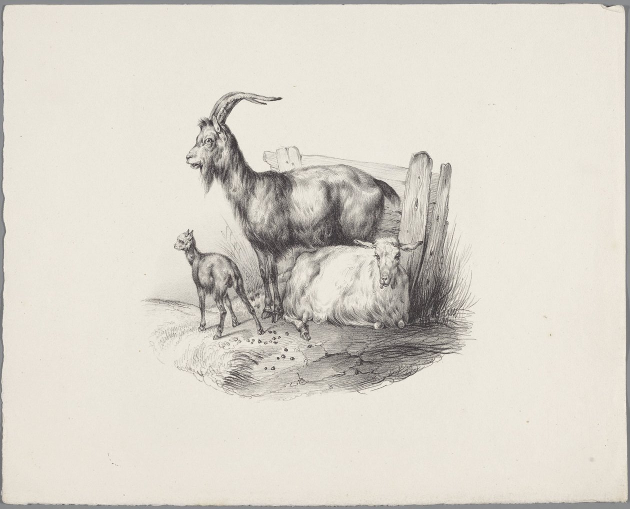 A goat, a buck, and a lamb (Six small animal studies series) by Anonymous