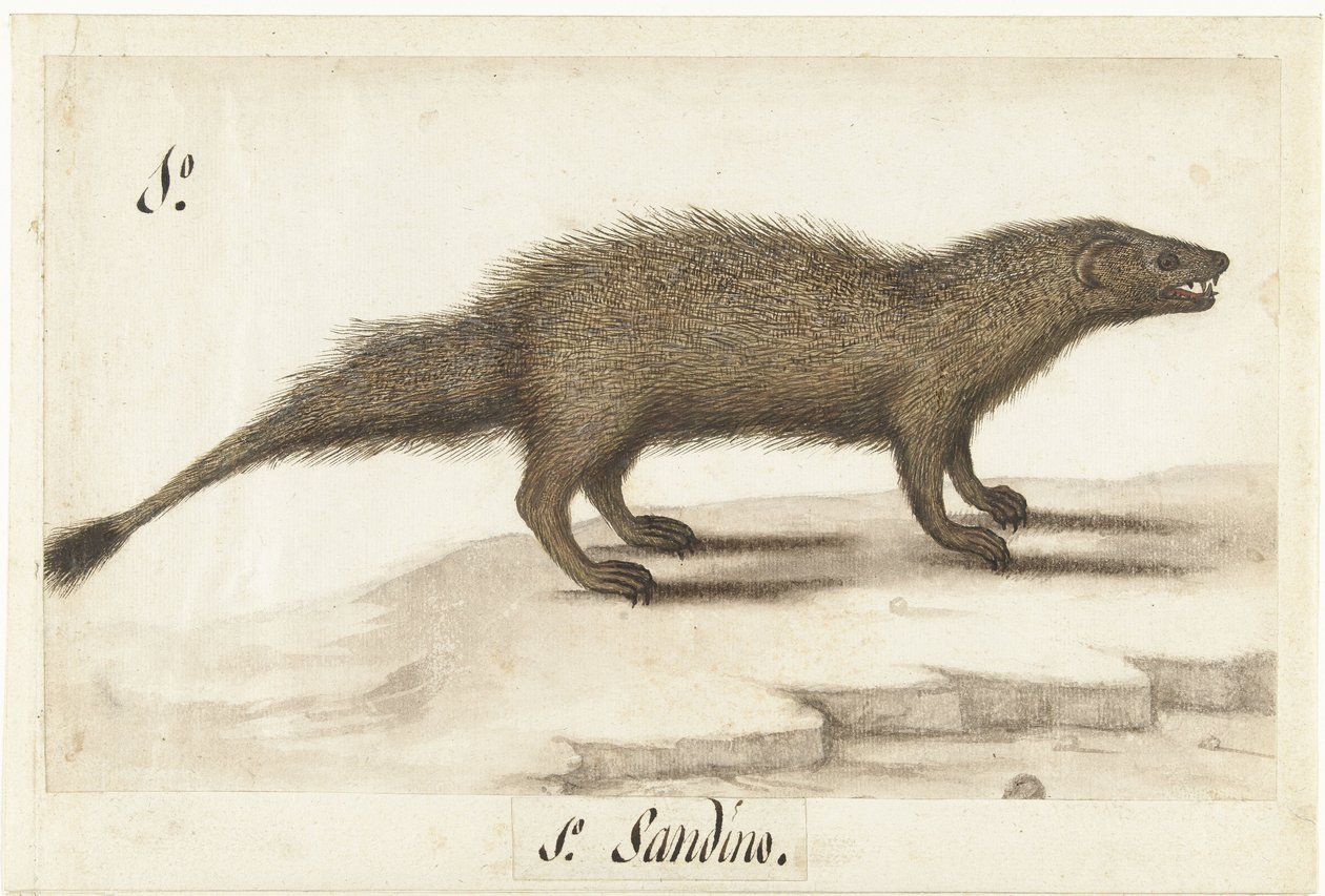 Egyptian Mongoose by Anonymous