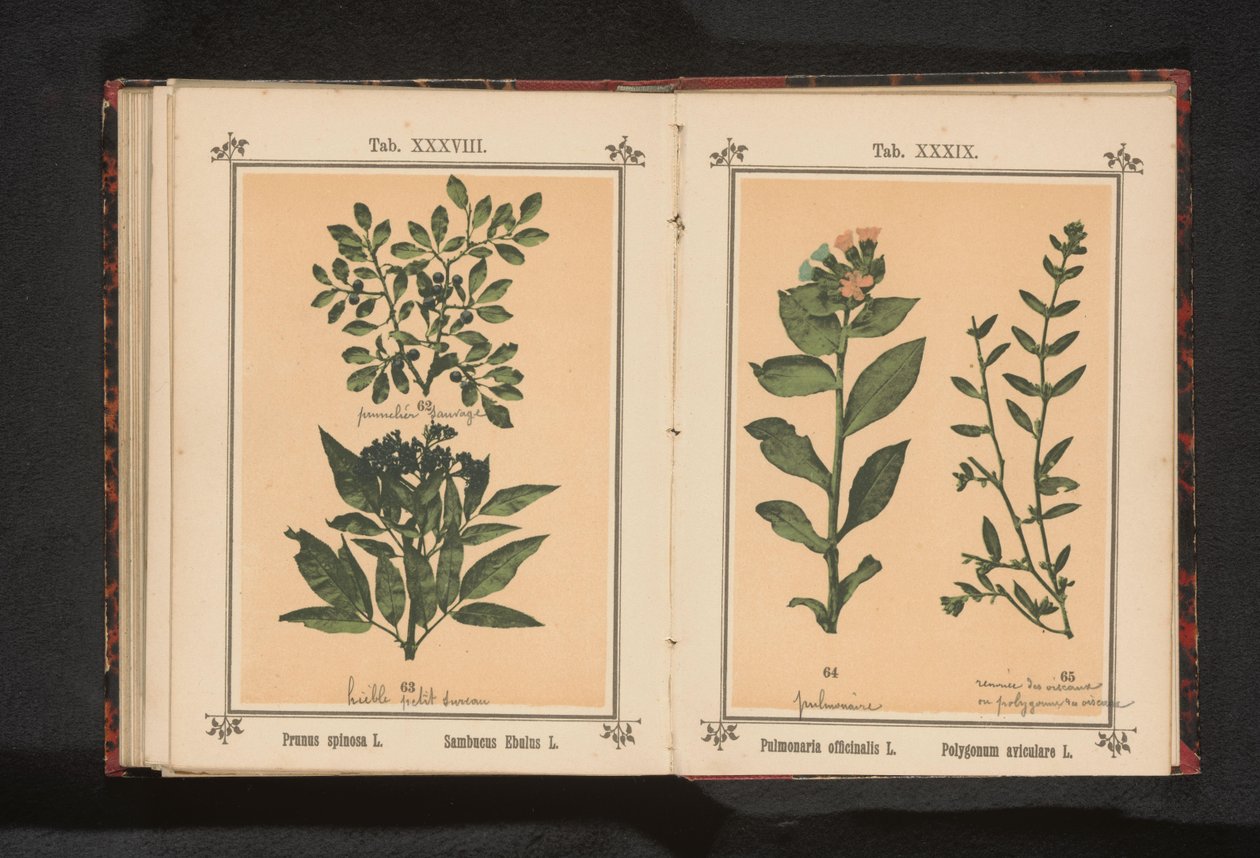 Spotted lungwort and common knotgrass by Anonymous