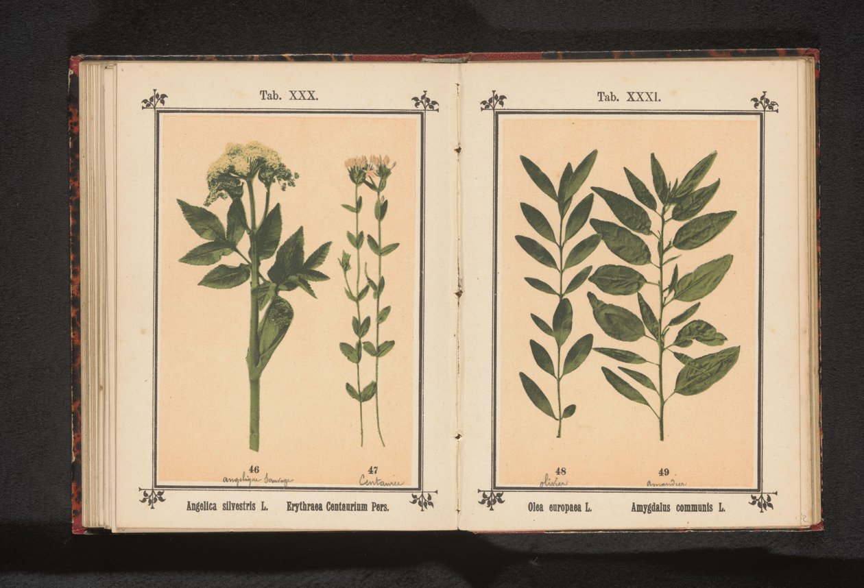 Wild Angelica and Common Centaury by Anonymous