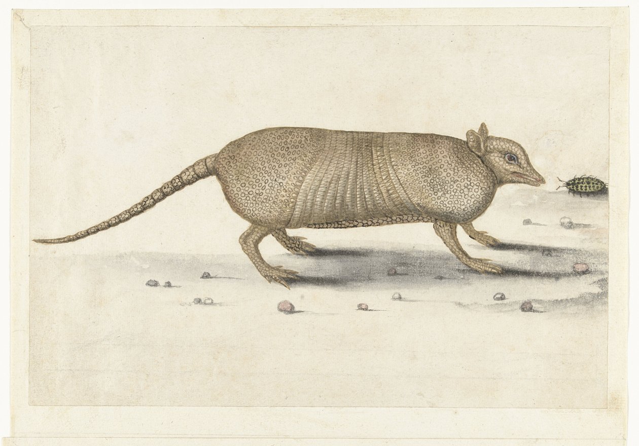 Armadillo by Anonymous