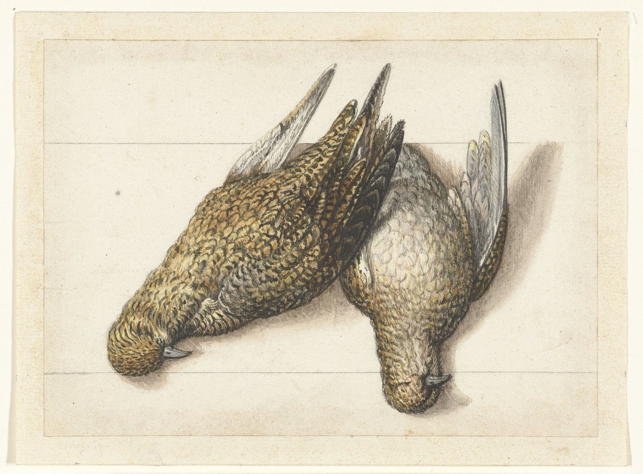 Golden Plover (Lombard Album) by Anonymous