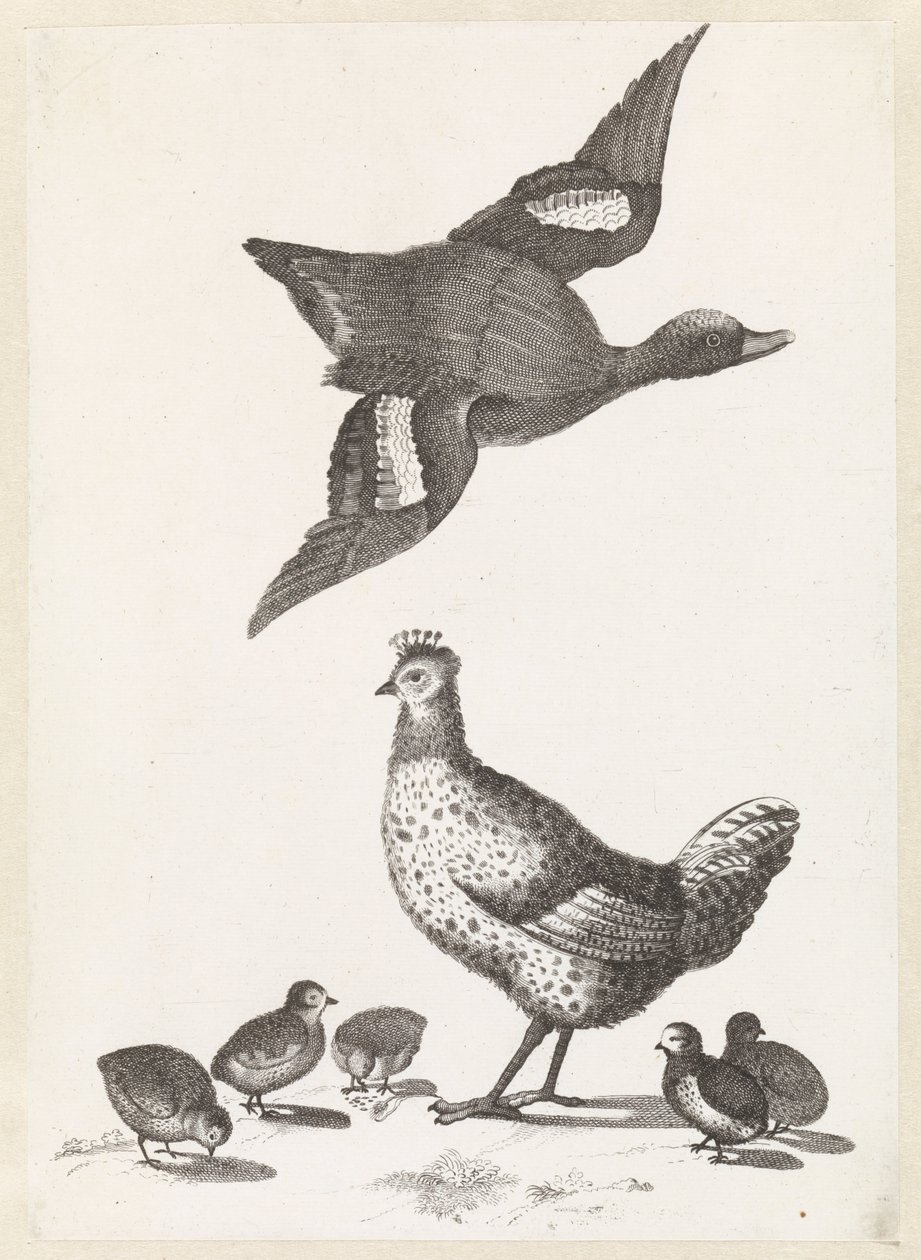 Hen with Five Chicks and a Duck Flying to the Right by Anonymous