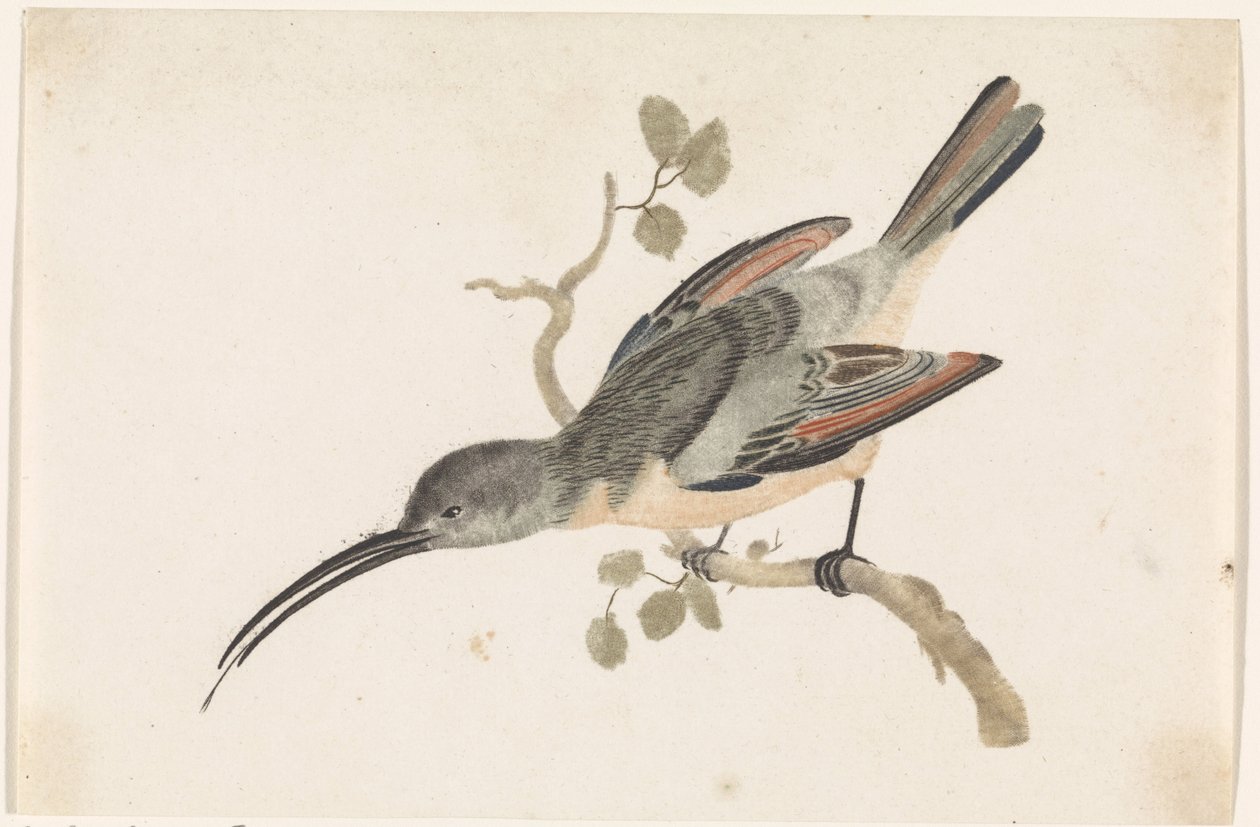 Hummingbird on a Branch to the Left by Anonymous