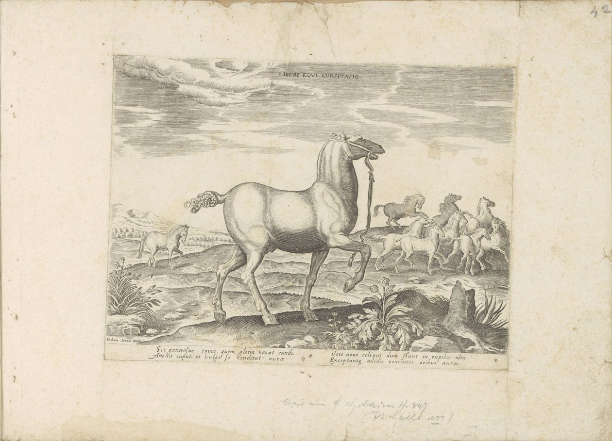 Herd of wild horses by Anonymous