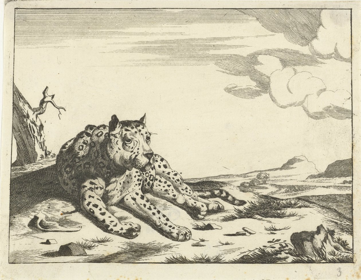 Lying Leopard, Seen from the Front, Paws to the Right by Anonymous