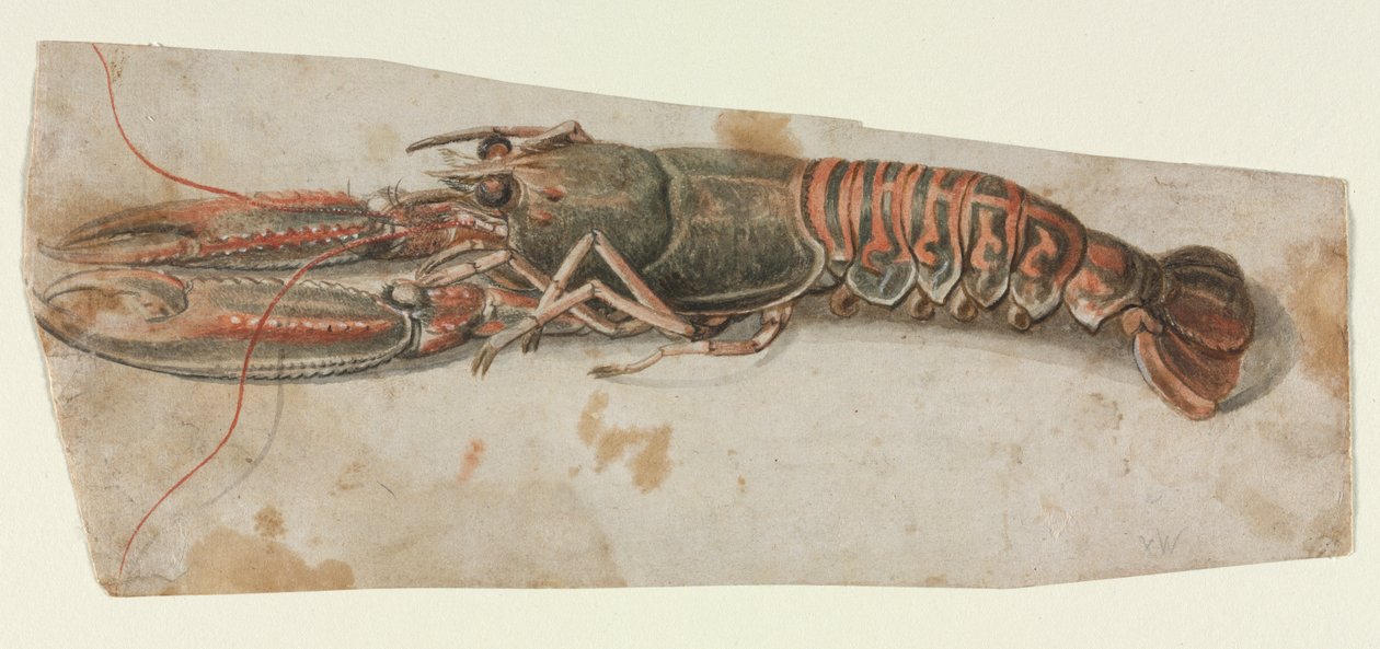 Lobster by Anonymous