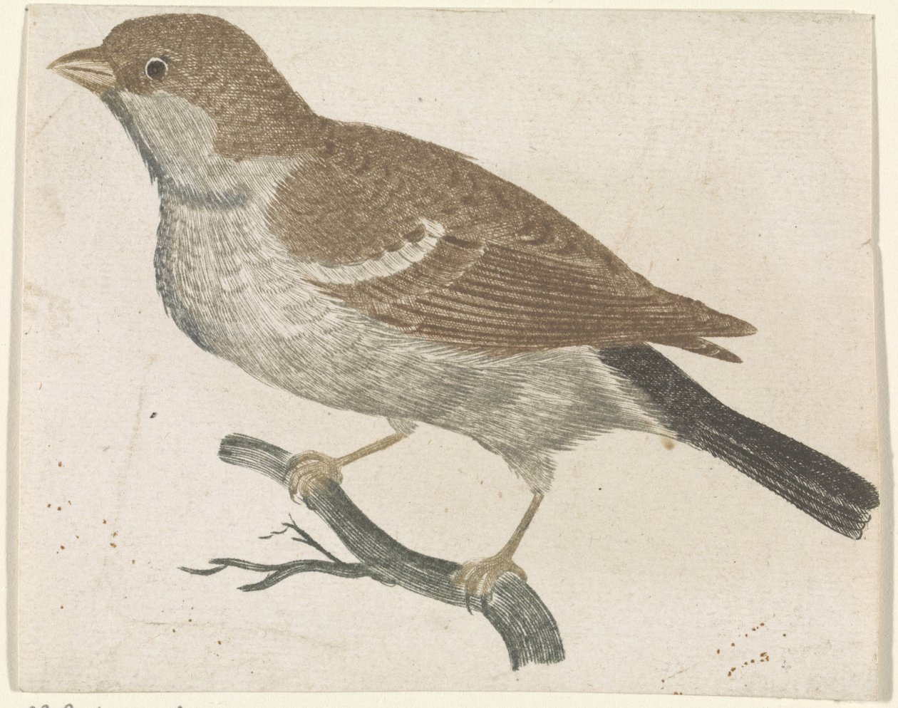 Sparrow on a Branch Facing Left by Anonymous