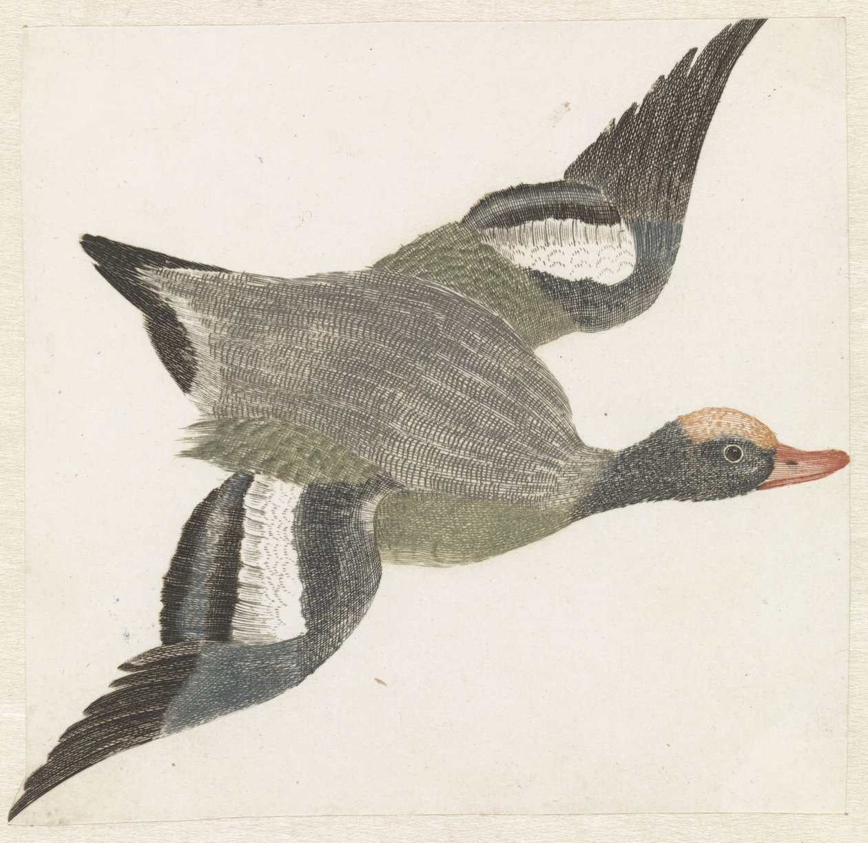 Wigeon Flying to the Right by Anonymous