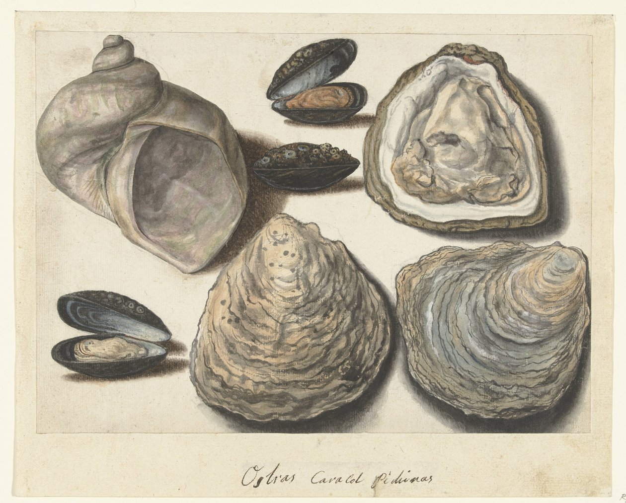 Oysters, Mussels, and Moonhorn (title on object) Lombard Album (series title) by Anonymous
