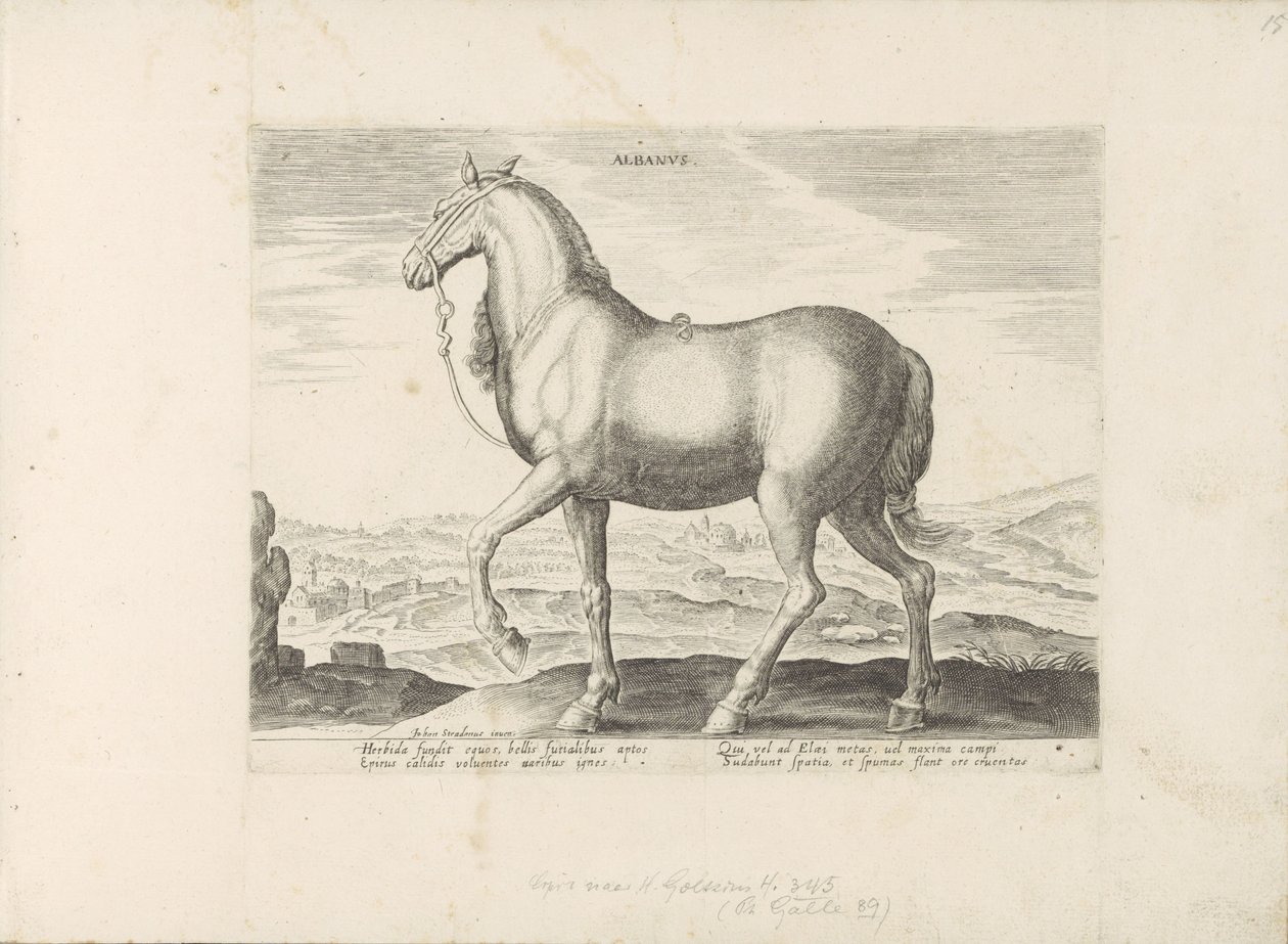 Horse from Albania (Paardenrassen uit de Koninklijke stallen van Don Juan van Oostenrijk) by Anonymous