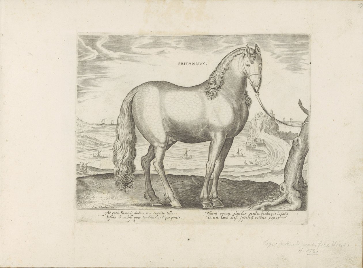 Horse from Brittany (Horse Breeds from the Royal Stables of Don Juan of Austria) by Anonymous