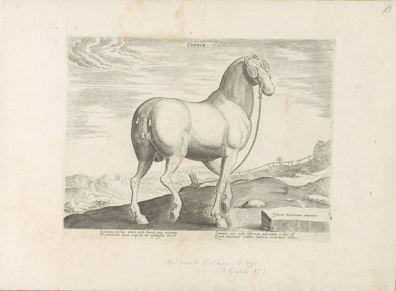 Horse from Corsica by Anonymous