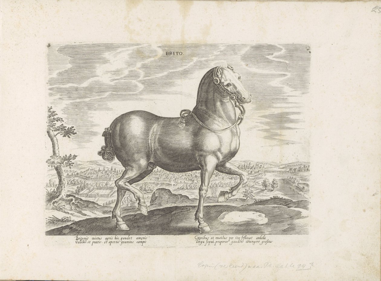 Horse from England (title on object: Brito) (series title: Horse Breeds from the Royal Stables of Don Juan of Austria) by Anonymous