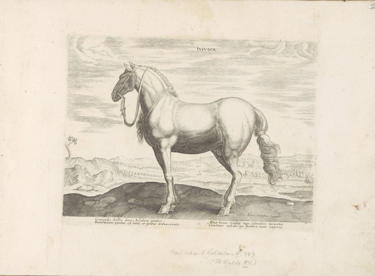 Horse from Northern Italy (Horse Breeds from the Royal Stables of Don Juan of Austria) by Anonymous
