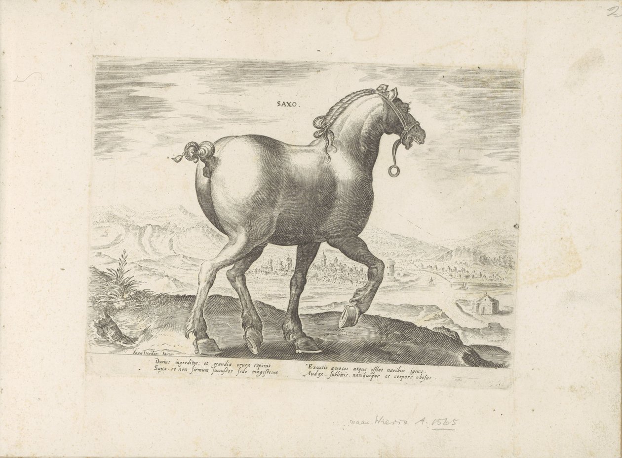Horse from Saxony (Saxo) (Horse Breeds from the Royal Stables of Don Juan of Austria) by Anonymous