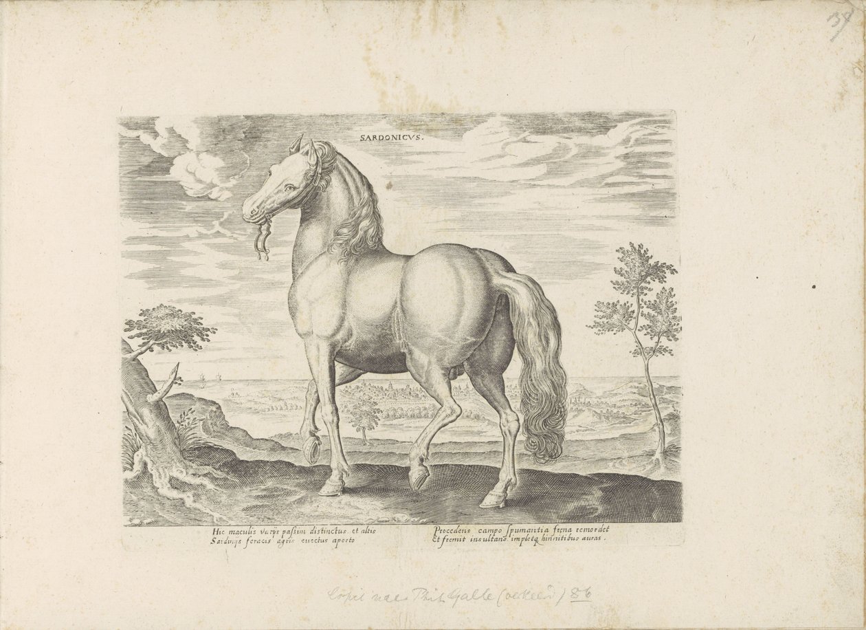 Horse from Sardinia by Anonymous