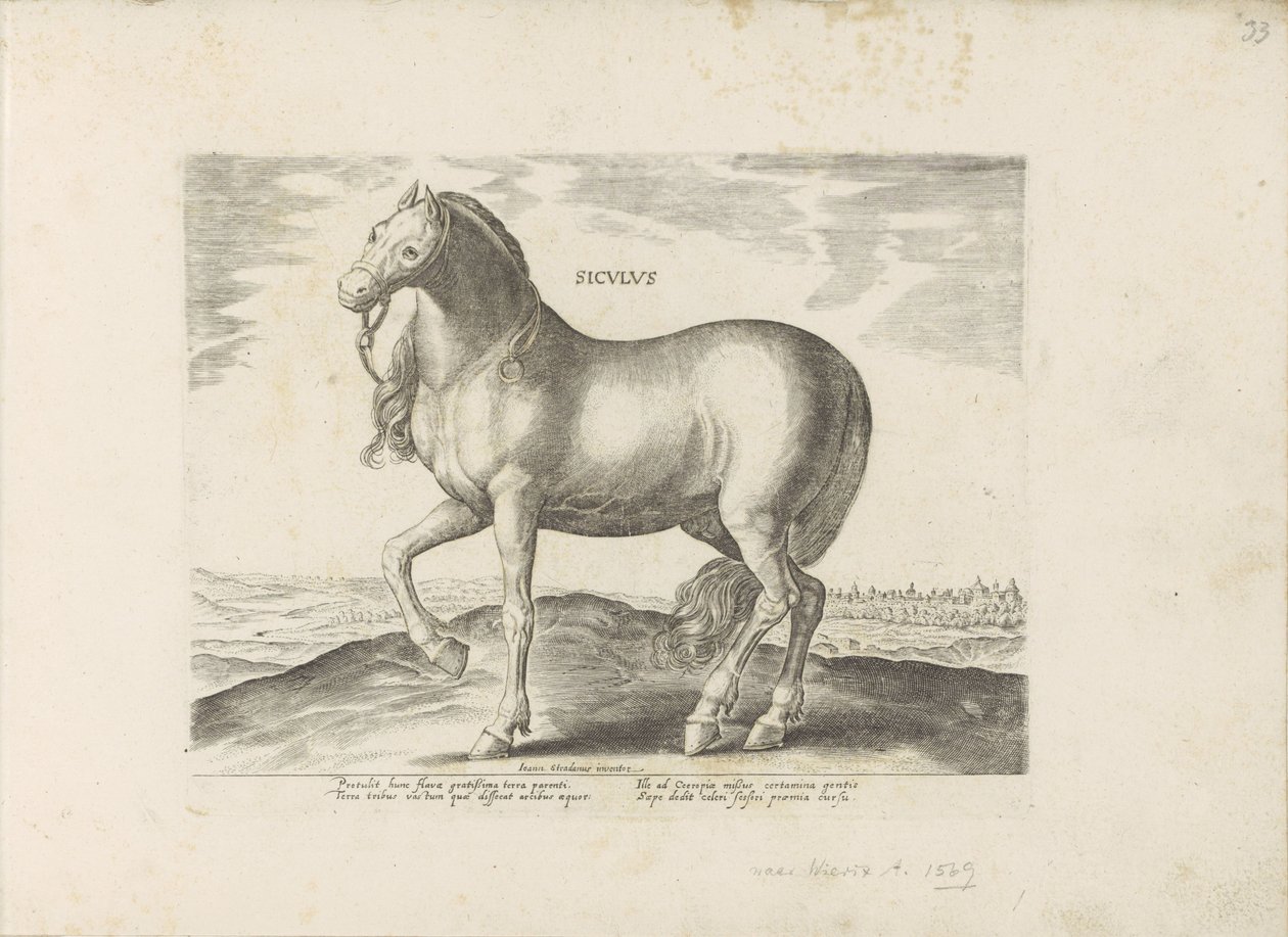 Horse from Sicily by Anonymous