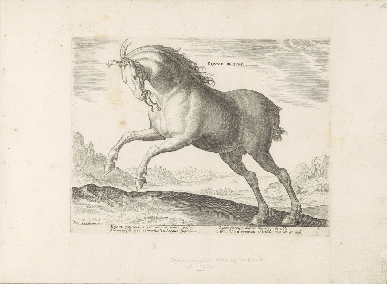Horse of the Equus Regius Breed (The Royal) by Anonymous