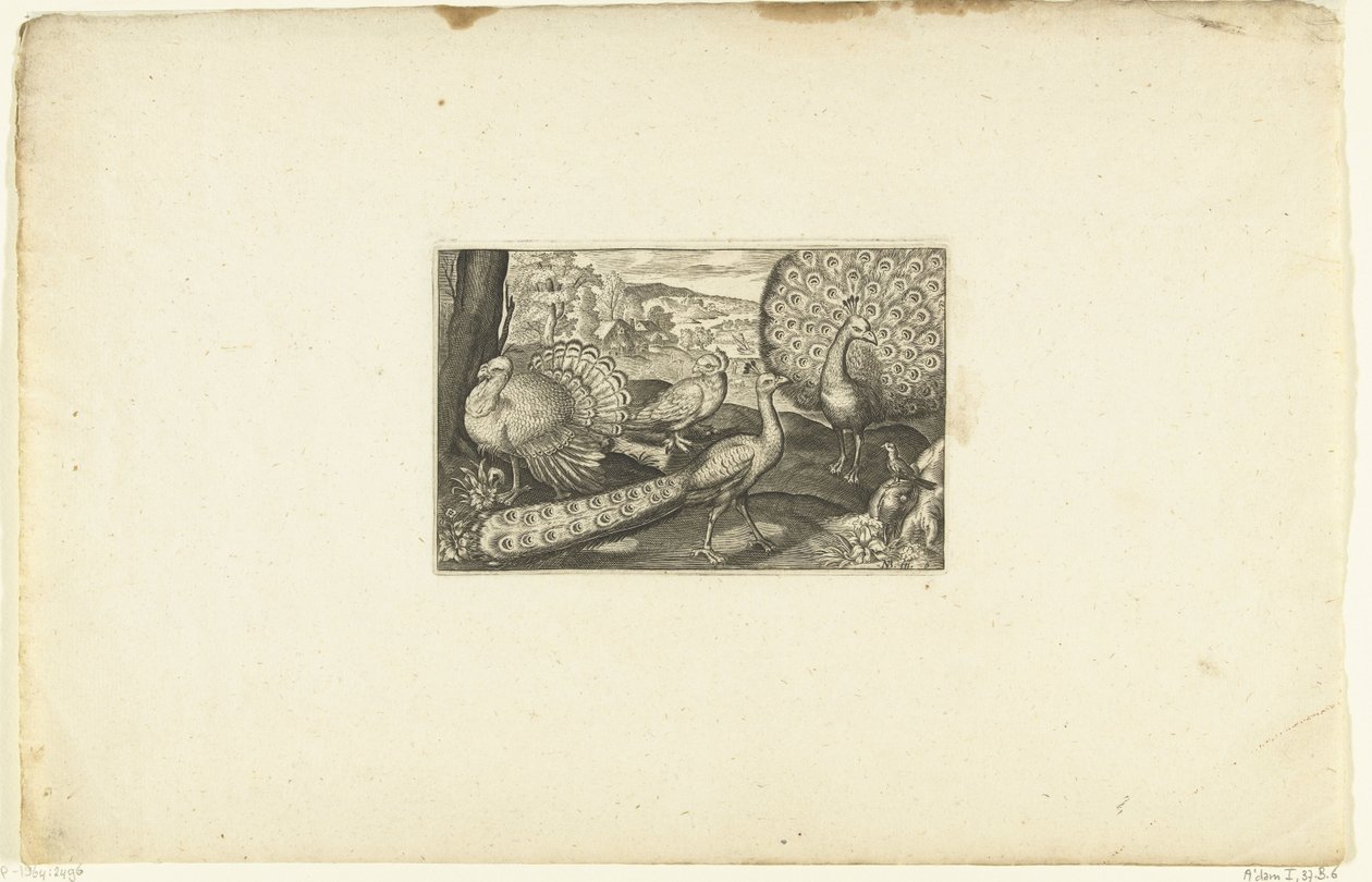 Proud Peacock, Walking Peacock, and Turkey by Anonymous