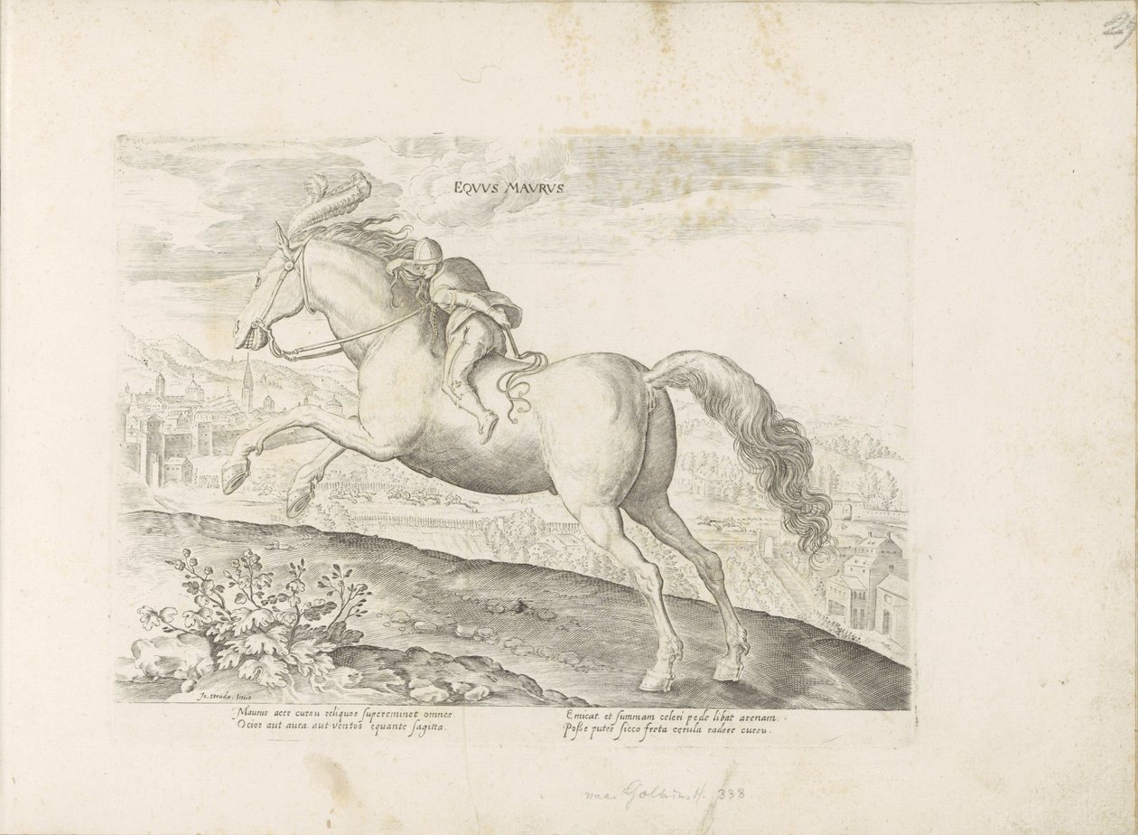 Racehorse with Rider Equus Maurus (title on object) Horse Breeds from the Royal Stables of Don Juan of Austria (series title) by Anonymous