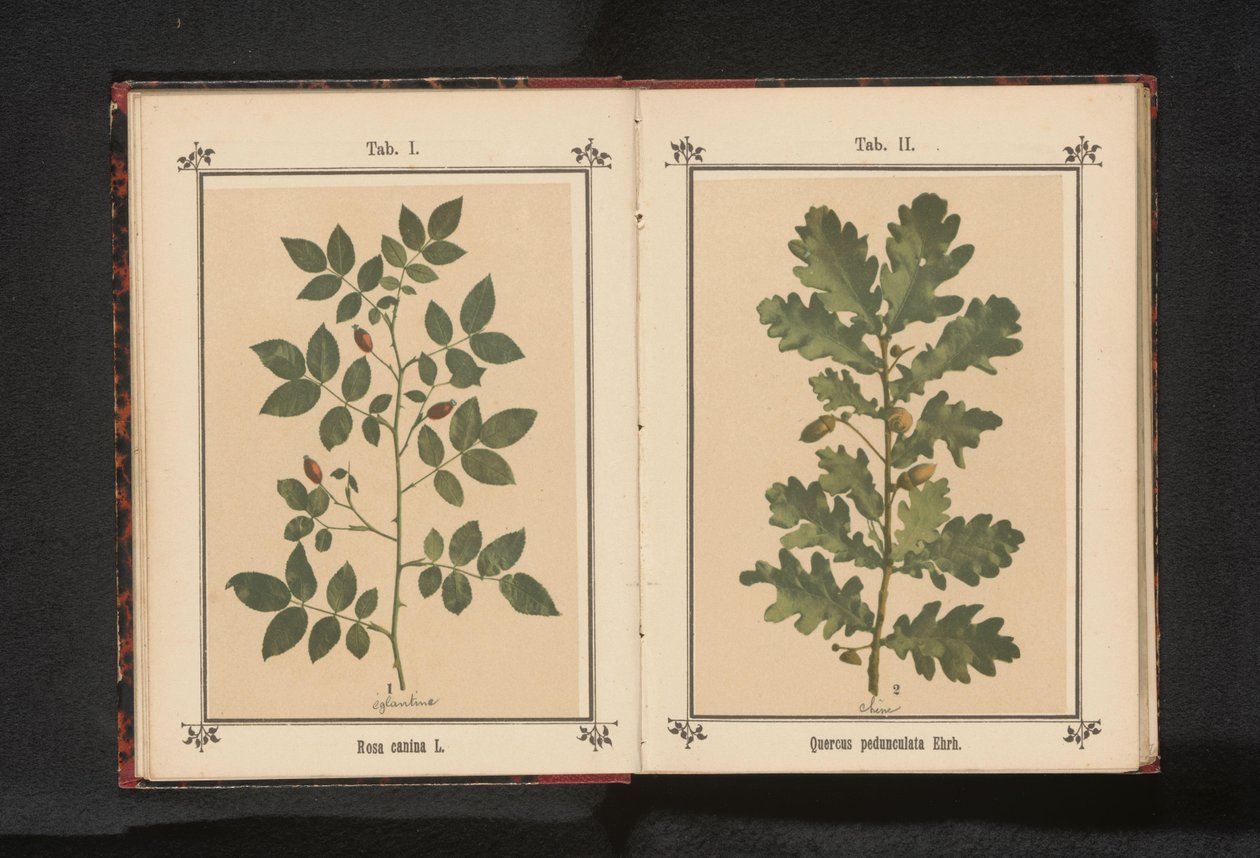 Branch of a dog rose by Anonymous