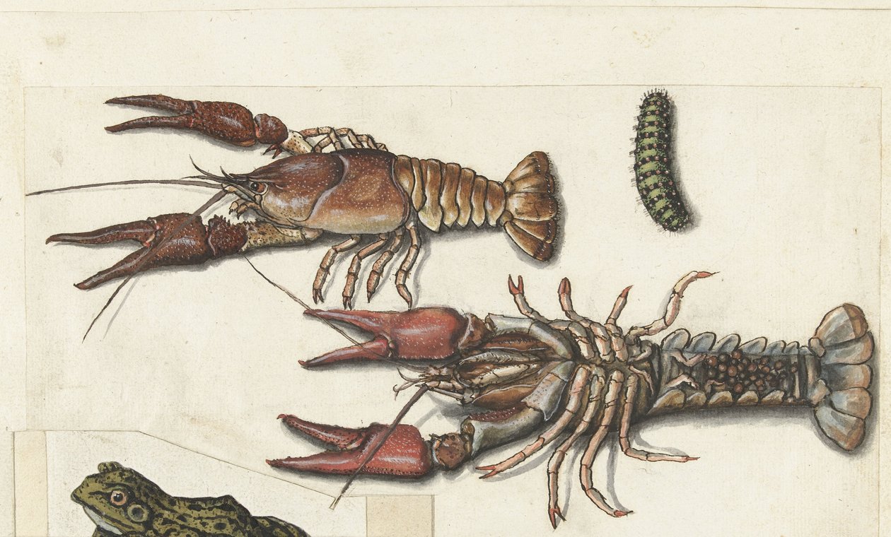 Two Langoustines and a Caterpillar (Lombard album) by Anonymous