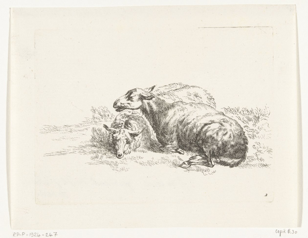 Two Lying Sheep (Goats and Sheep after N.P. Berchem) by Anonymous