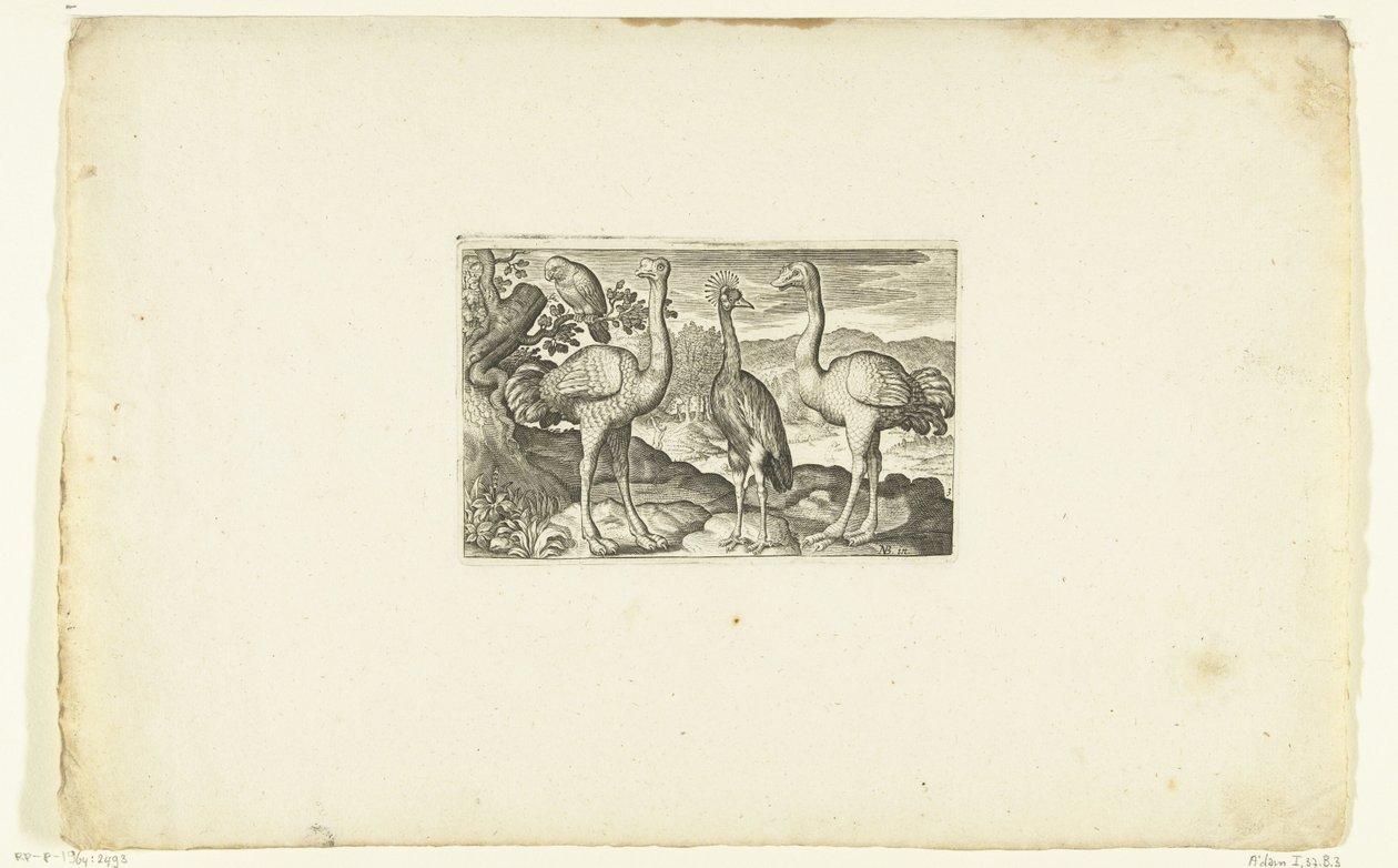 Two Ostriches Flanking a Crowned Crane Volatilium varii generis (...) (series title) by Anonymous